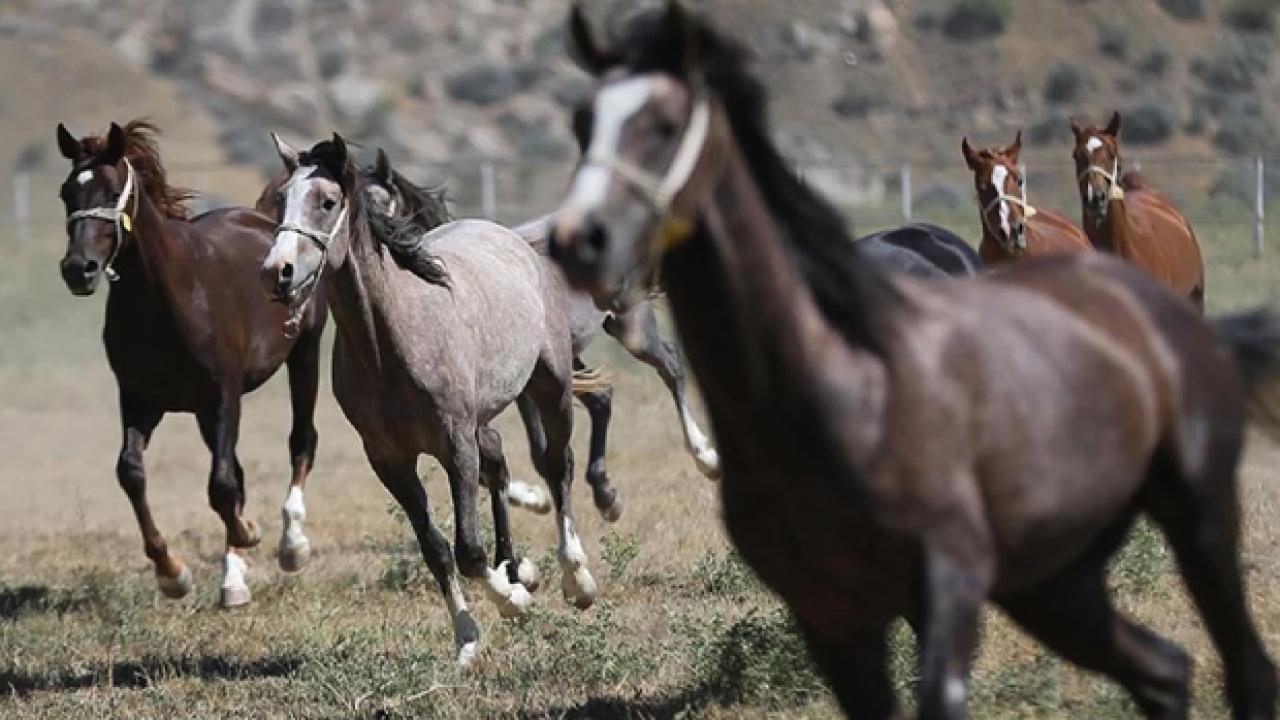 Tigem 34 safkan arap kosu tayi satacak JJq2Mu8H